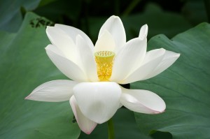 20090809_Lotus_flower_2736